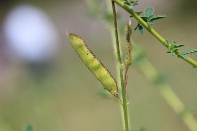 Adénocarpe plié, Adénocarpe changé Adenocarpus complicatus (L.) J.Gay, 1836