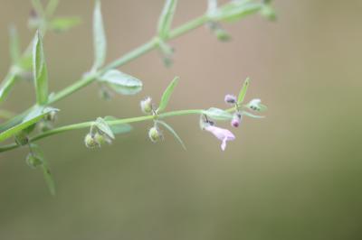 Petite scutellaire, Scutellaire naine Scutellaria minor Huds., 1762