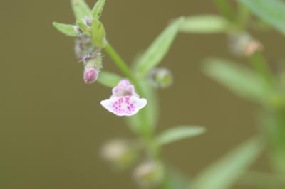 Petite scutellaire, Scutellaire naine Scutellaria minor Huds., 1762