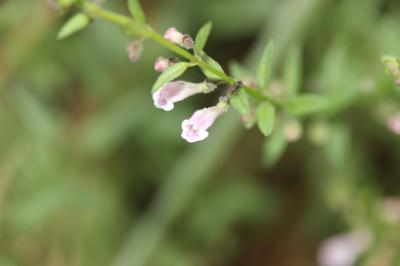 Petite scutellaire, Scutellaire naine Scutellaria minor Huds., 1762