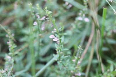 Petite scutellaire, Scutellaire naine Scutellaria minor Huds., 1762