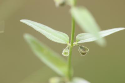 Petite scutellaire, Scutellaire naine Scutellaria minor Huds., 1762