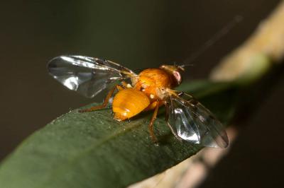  Chetostoma curvinerve (Rondani, 1856)