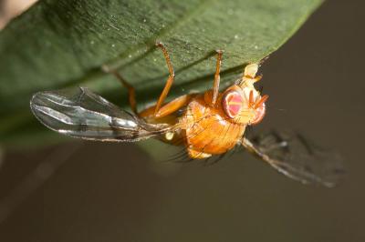  Chetostoma curvinerve (Rondani, 1856)