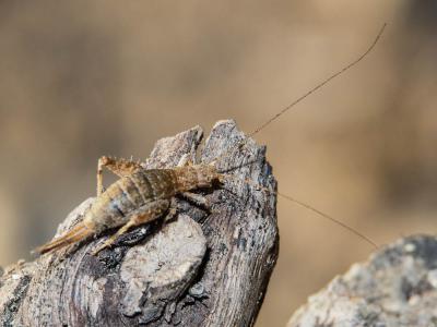 Grillon des Cistes Arachnocephalus vestitus Costa, 1855