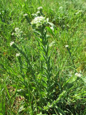 Passerage hétérophylle Lepidium heterophyllum Benth., 1826