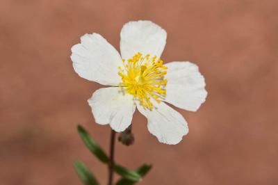 Hélianthème poilu Helianthemum violaceum (Cav.) Pers., 1806