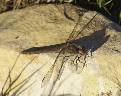 Sympétrum fascié (Le) Sympetrum striolatum (Charpentier, 1840)