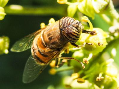  Eristalinus taeniops (Wiedemann, 1818)