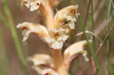 Orobanche violette, Orobanche du Panicaut Orobanche amethystea Thuill., 1799