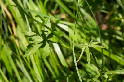 Grande Astrance, Grande Radiaire Astrantia major L., 1753