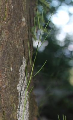 Arabette pauciflore, Arabette à feuilles de Chou Fourraea alpina (L.) Greuter & Burdet, 1984