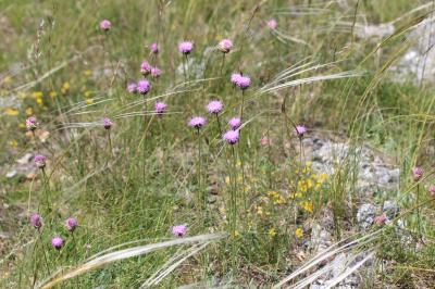 Serratule à tige nue Klasea nudicaulis (L.) Fourr.