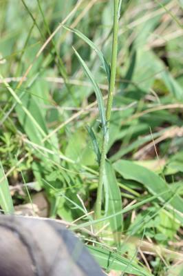 Serratule à tige nue Klasea nudicaulis (L.) Fourr.