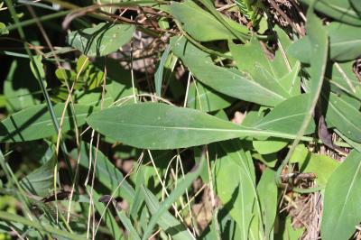 Serratule à tige nue Klasea nudicaulis (L.) Fourr.