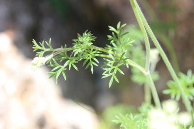 Athamanthe de Crète Athamanta cretensis L., 1753