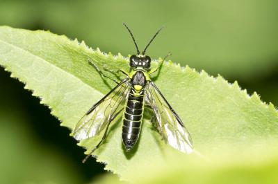  Tenthredo mesomela Linnaeus, 1758