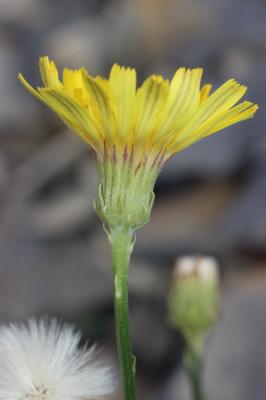 Épervière à feuilles de statice Tolpis staticifolia (All.) Sch.Bip., 1861