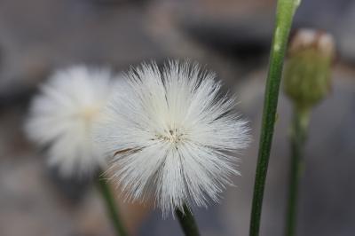 Épervière à feuilles de statice Tolpis staticifolia (All.) Sch.Bip., 1861