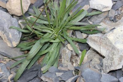 Épervière à feuilles de statice Tolpis staticifolia (All.) Sch.Bip., 1861