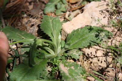 Arabette du printemps Arabis verna (L.) R.Br., 1812