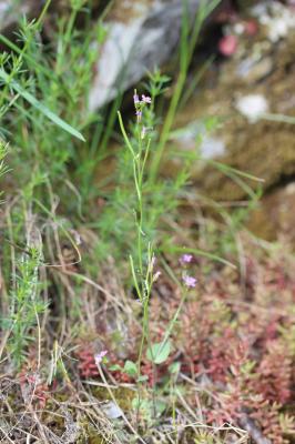 Arabette du printemps Arabis verna (L.) R.Br., 1812