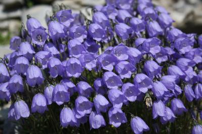 Campanule à feuilles de cochléaire, Campanule à fe Campanula cochleariifolia Lam., 1785