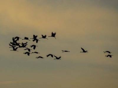 Grue cendrée Grus grus (Linnaeus, 1758)