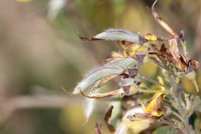 Genêt velu, Cytise velu Cytisus villosus Pourr., 1788