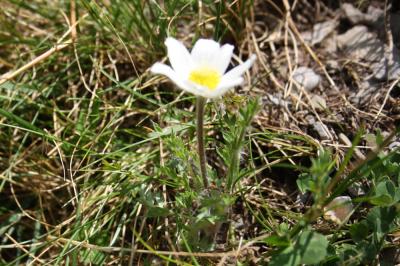 Anémone du Mont Baldo Anemone baldensis L., 1767