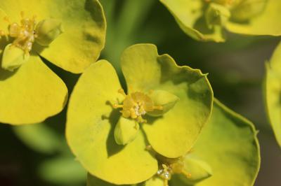 Euphorbe à double ombelle Euphorbia biumbellata Poir., 1789