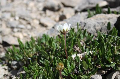 Dryade à huit pétales, Herbe à plumets Dryas octopetala L., 1753