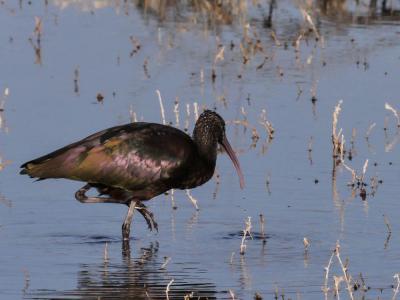 Ibis falcinelle Plegadis falcinellus (Linnaeus, 1766)