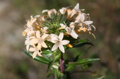 Collomia à grandes fleurs Collomia grandiflora Douglas ex Lindl., 1828