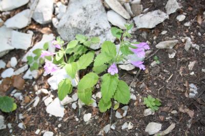 Calament à grandes fleurs Clinopodium grandiflorum (L.) Kuntze, 1891