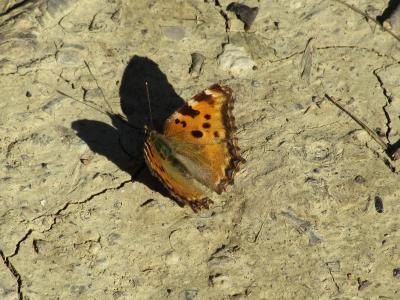 Grande Tortue (La), Vanesse de l'Orme (La), Grand- Nymphalis polychloros (Linnaeus, 1758)