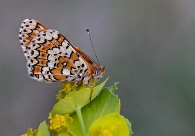 Mélitée du Plantain (La), Déesse à ceinturons (La) Melitaea cinxia (Linnaeus, 1758)