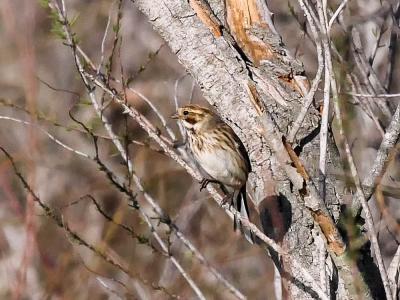 Bruant des roseaux Emberiza schoeniclus (Linnaeus, 1758)