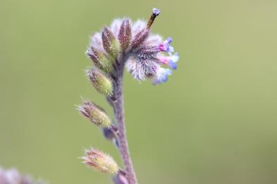 Myosotis raide Myosotis stricta Link ex Roem. & Schult., 1819