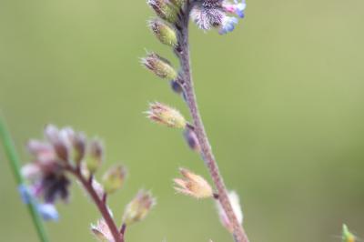 Myosotis raide Myosotis stricta Link ex Roem. & Schult., 1819