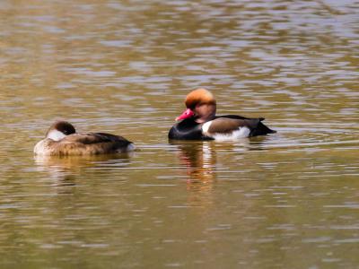 Nette rousse Netta rufina (Pallas, 1773)