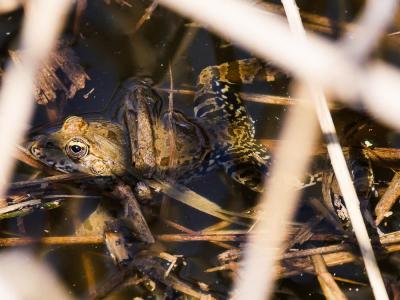 Grenouille rieuse Pelophylax ridibundus (Pallas, 1771)