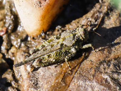 Tétrix des plages, Tétrix méridional Paratettix meridionalis (Rambur, 1838)