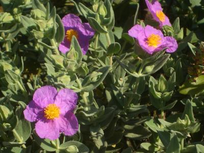 Ciste blanc, Ciste mâle à feuilles blanches, Ciste Cistus albidus L., 1753