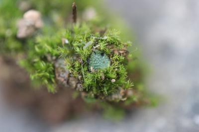  Mannia triandra (Scop.) Grolle, 1975