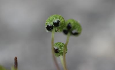  Mannia triandra (Scop.) Grolle, 1975