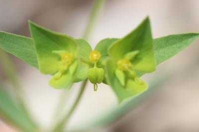 Euphorbe de Turin Euphorbia taurinensis All., 1785