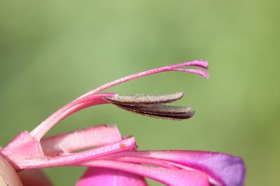 Glaïeul douteux Gladiolus dubius Guss., 1832