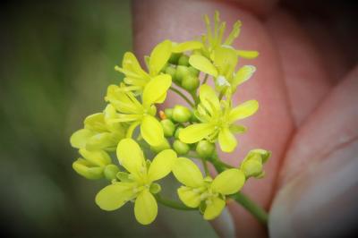 Aurore de Provence (L') Anthocharis euphenoides Staudinger, 1869