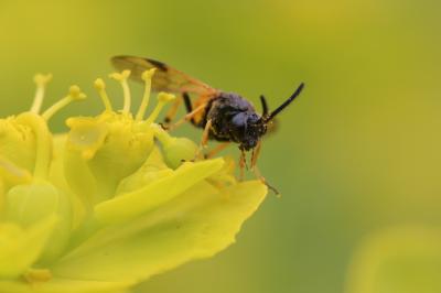  Arge cyanocrocea (Förster, 1771)